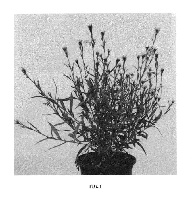 Figure 1 of US plant patent PP30170, the photograph of URIBLBP printed in the patent.