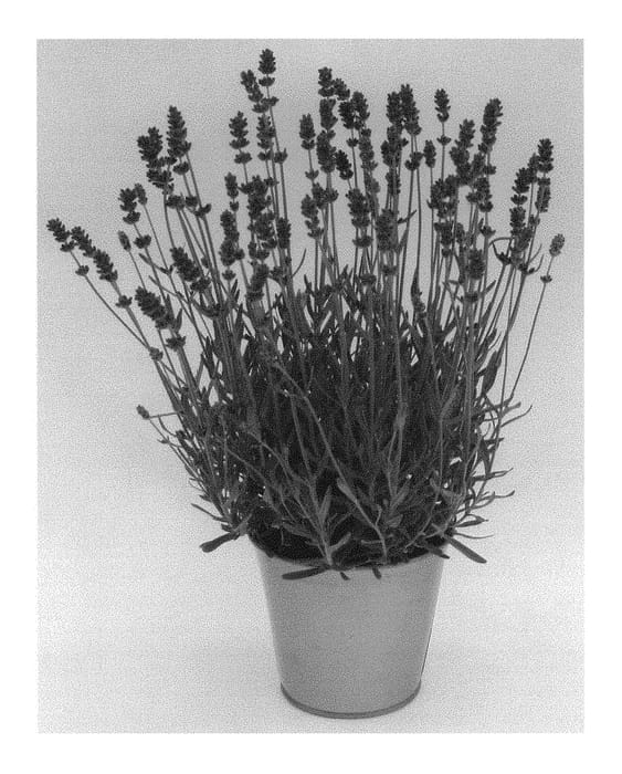 Figure 1 of US plant patent PP30171, the photograph of KLELV16119 printed in the patent.