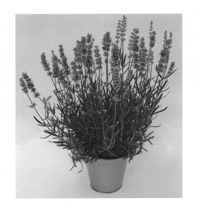Figure 1 of US plant patent PP30172, the photograph of KLELV16122 printed in the patent.