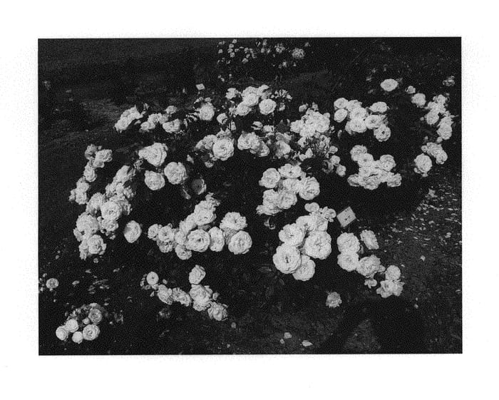 Figure 1 of US plant patent PP30173, the photograph of KORmonali printed in the patent.