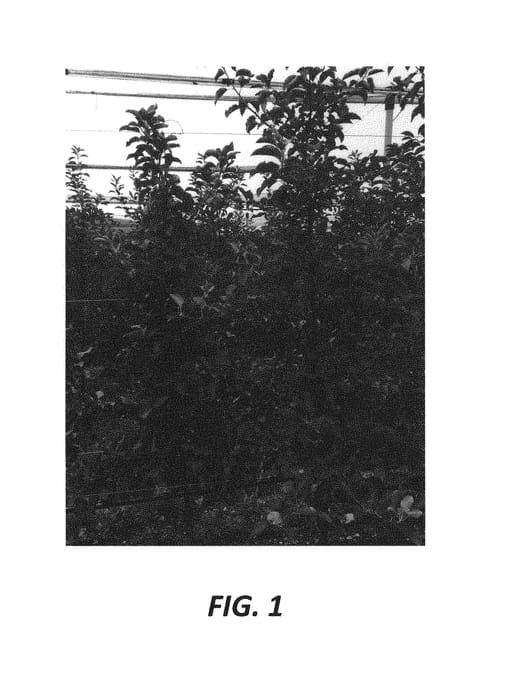 Figure 1 of US plant patent PP30174, the photograph of Fuji VW printed in the patent.