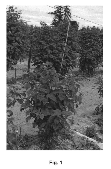 Figure 1 of US plant patent PP30175, the photograph of NN12026 printed in the patent.