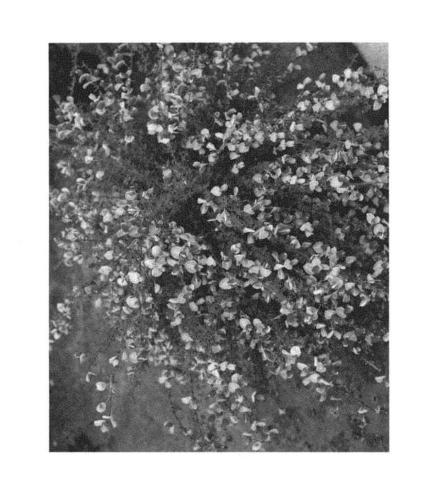 Figure 1 of US plant patent PP30176, the photograph of SMNCSDRY printed in the patent.
