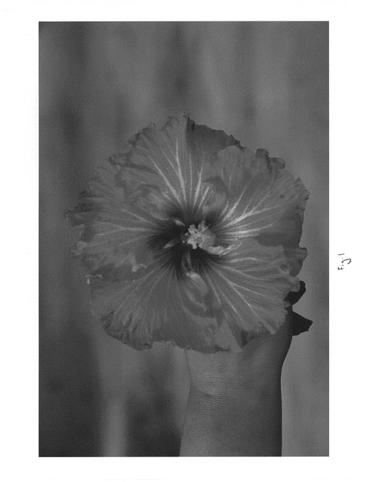 Figure 1 of US plant patent PP30177, the photograph of DUP-STR printed in the patent.