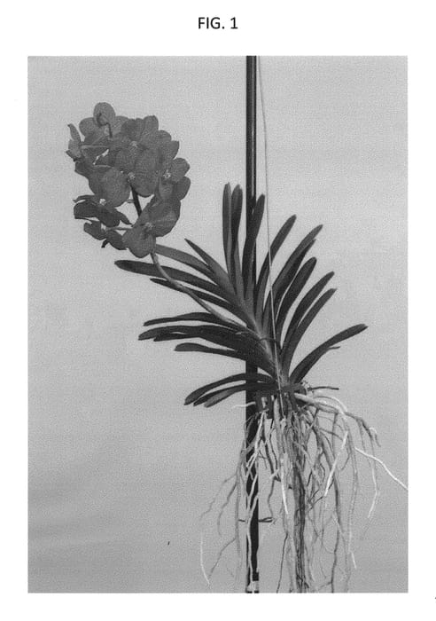 Figure 1 of US plant patent PP30178, the photograph of SPCDW1519 printed in the patent.