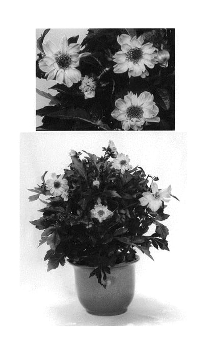 Figure 1 of US plant patent PP30179, the photograph of G15307 printed in the patent.