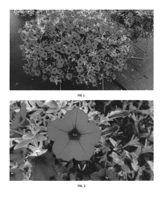Figure 1 of US plant patent PP30180, the photograph of PEHY0031 printed in the patent.