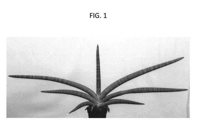 Figure 1 of US plant patent PP30181, the photograph of SUPSAN1606 printed in the patent.