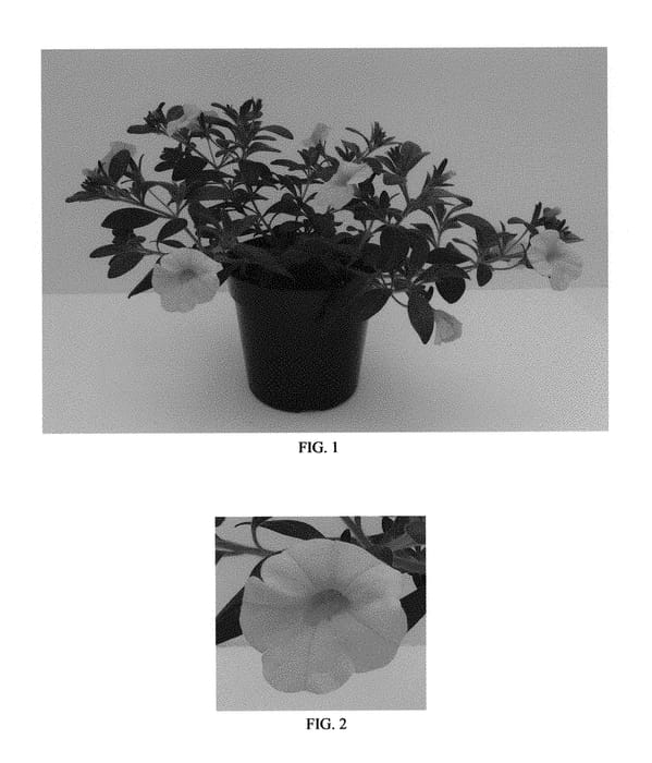 Figure 1 of US plant patent PP30182, the photograph of Balcaboldel printed in the patent.