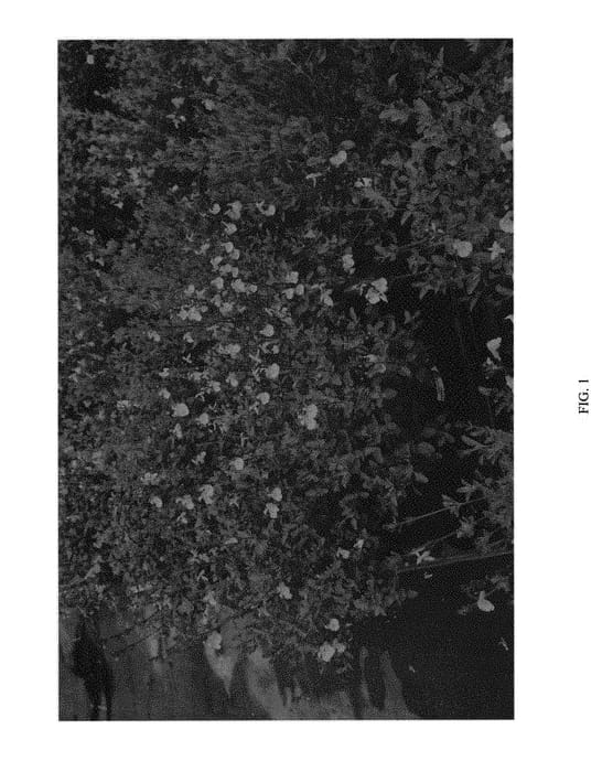 Figure 1 of US plant patent PP30183, the photograph of Syracuse printed in the patent.