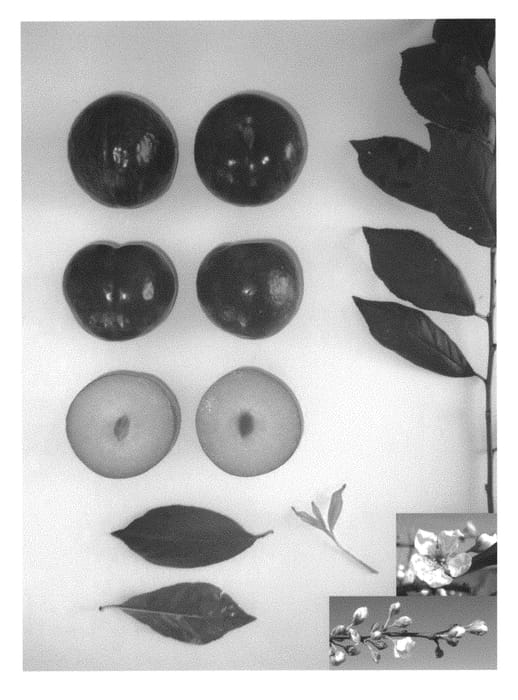 Figure 1 of US plant patent PP30184, the photograph of Plumcandy XIV printed in the patent.