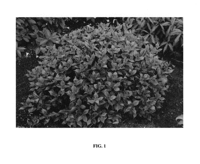 Figure 1 of US plant patent PP30185, the photograph of Spring2 printed in the patent.