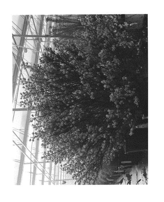 Figure 1 of US plant patent PP30186, the photograph of SMNCSCRY printed in the patent.