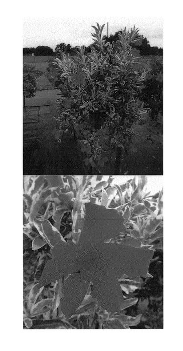 Figure 1 of US plant patent PP30187, the photograph of Sunpavariaka printed in the patent.