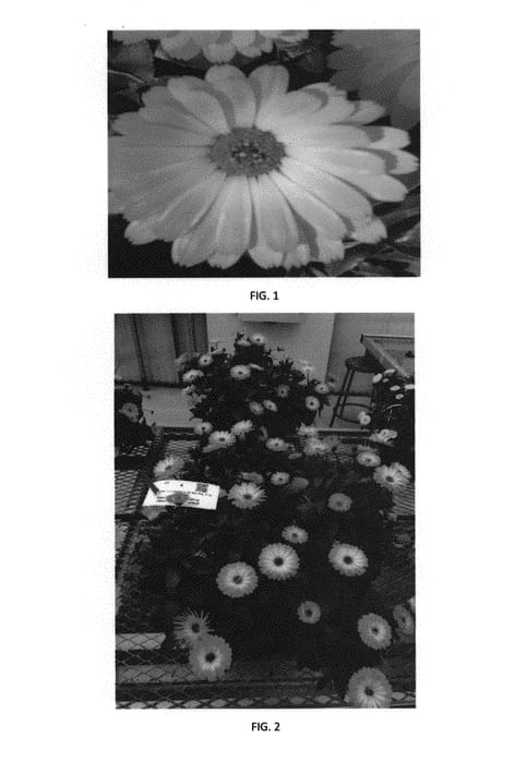 Figure 1 of US plant patent PP30188, the photograph of CDAZ0001 printed in the patent.
