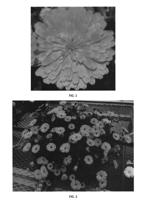 Figure 1 of US plant patent PP30189, the photograph of CDAZ0002 printed in the patent.
