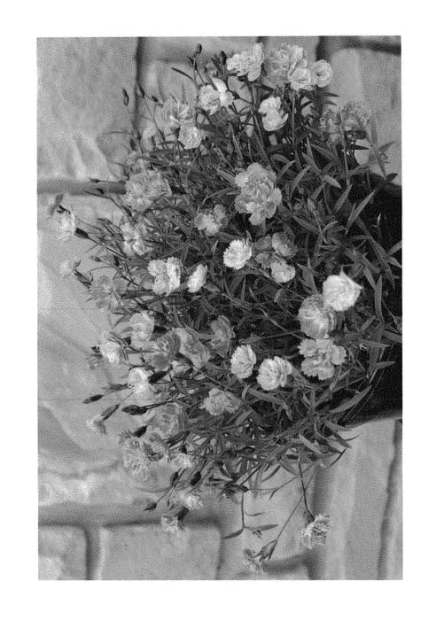Figure 1 of US plant patent PP30190, the photograph of KonD1014K3 printed in the patent.