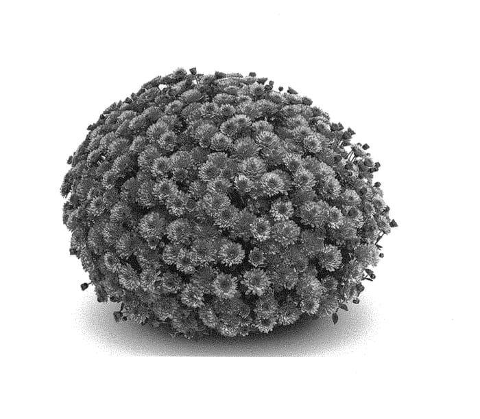 Figure 1 of US plant patent PP30192, the photograph of GED17LIV7P printed in the patent.