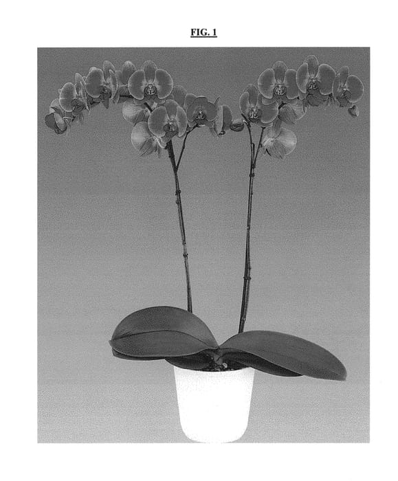 Figure 1 of US plant patent PP30193, the photograph of Eternal Flame printed in the patent.