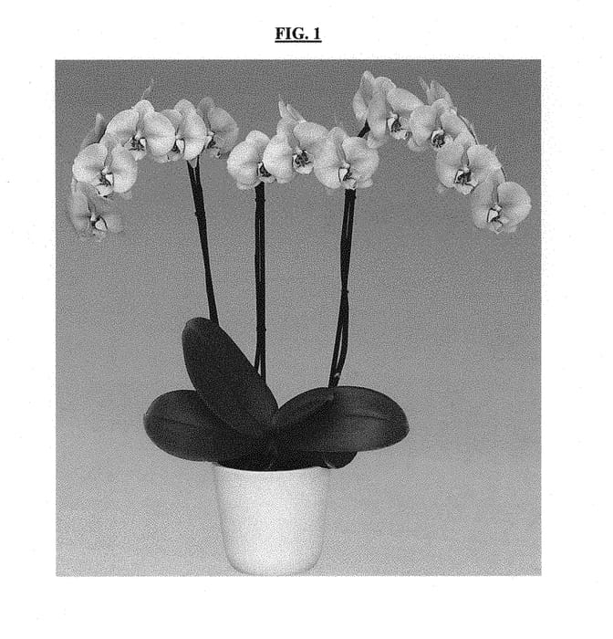 Figure 1 of US plant patent PP30194, the photograph of Mellowstar printed in the patent.