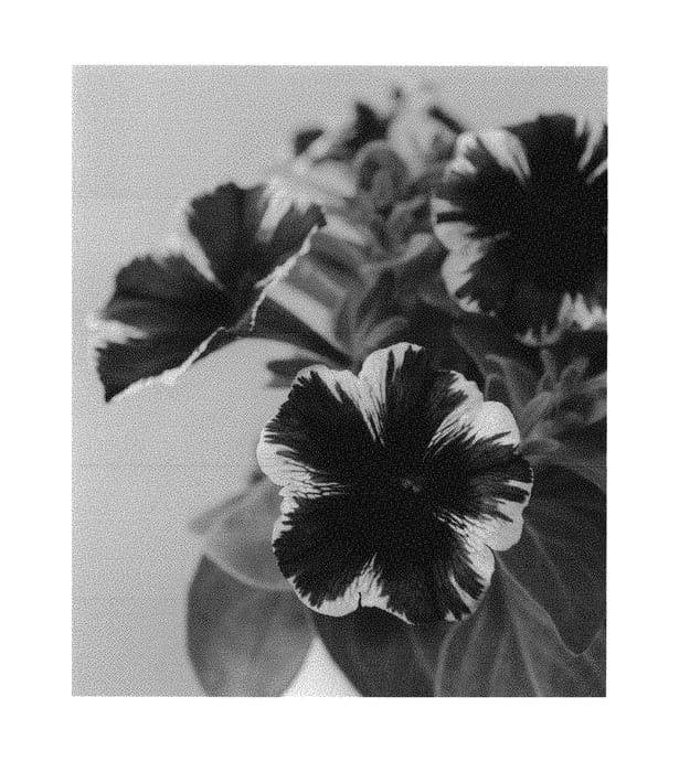 Figure 1 of US plant patent PP30195, the photograph of Dopetsmimar printed in the patent.