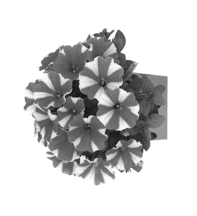 Figure 1 of US plant patent PP30196, the photograph of Dopetporest printed in the patent.