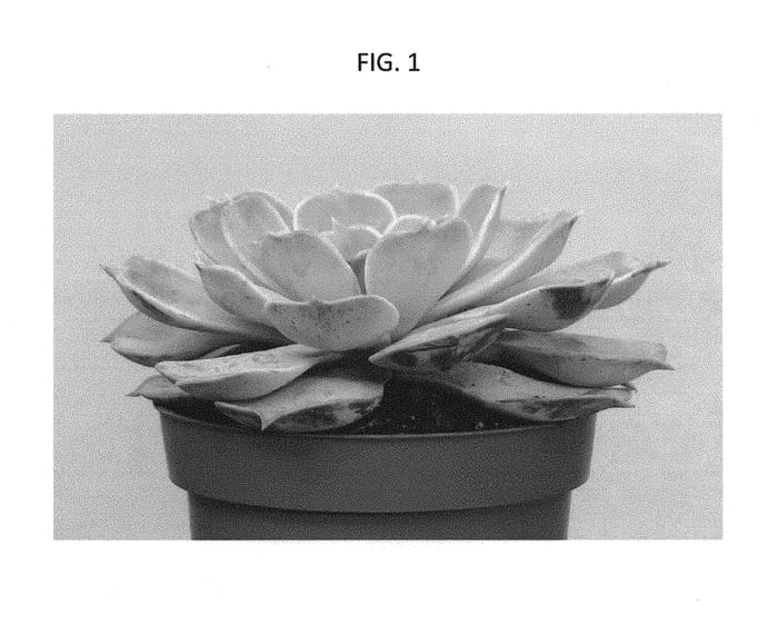 Figure 1 of US plant patent PP30197, the photograph of OVPEARLS02 printed in the patent.