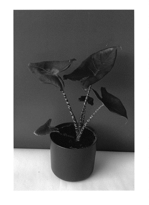 Figure 1 of US plant patent PP30198, the photograph of AARALZE001 printed in the patent.