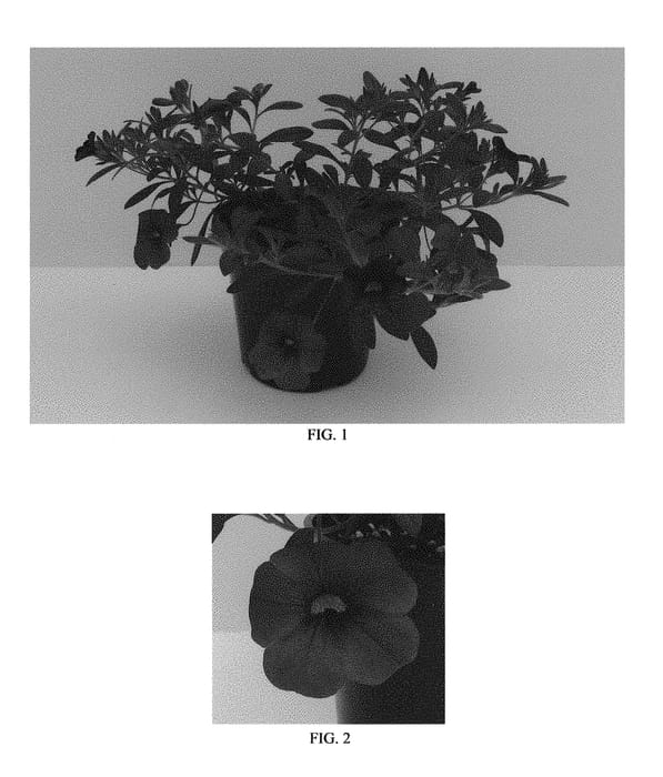 Figure 1 of US plant patent PP30199, the photograph of Balcabightlu printed in the patent.