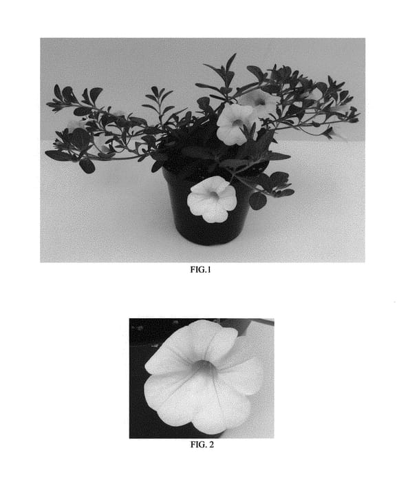 Figure 1 of US plant patent PP30200, the photograph of Balcal14141 printed in the patent.