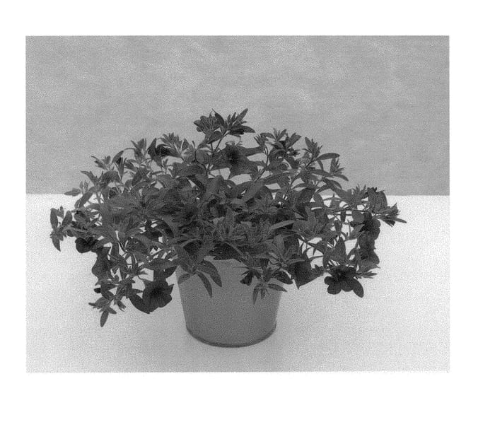 Figure 1 of US plant patent PP30201, the photograph of KLECA16316 printed in the patent.