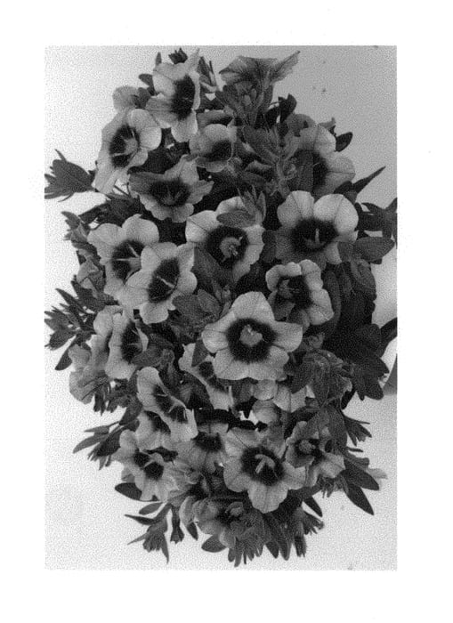 Figure 1 of US plant patent PP30202, the photograph of Duecalhulblu printed in the patent.