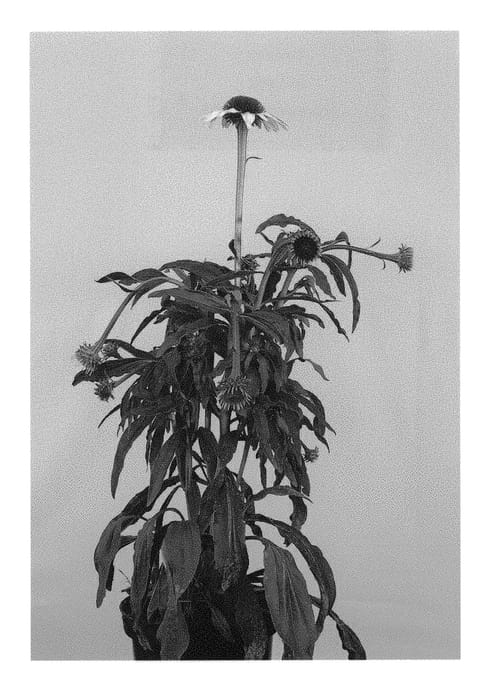 Figure 1 of US plant patent PP30203, the photograph of BLUS302 printed in the patent.