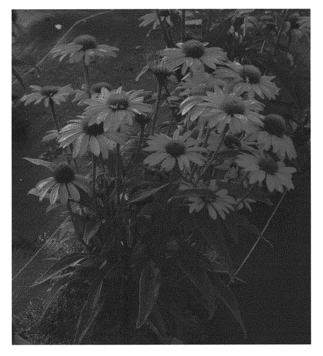 Figure 1 of US plant patent PP30204, the photograph of TNECHPR printed in the patent.