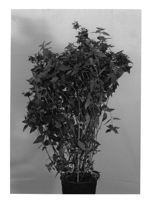 Figure 1 of US plant patent PP30205, the photograph of Allvin printed in the patent.