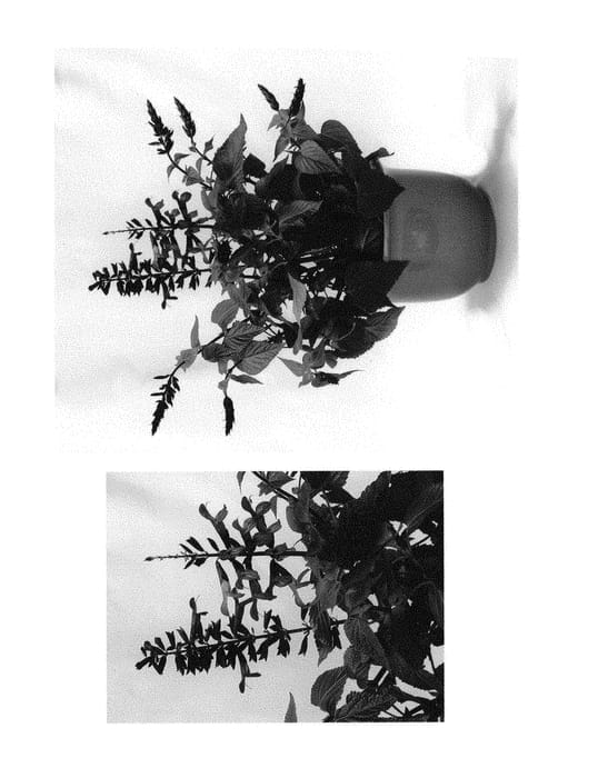 Figure 1 of US plant patent PP30206, the photograph of BBSAL09001 printed in the patent.