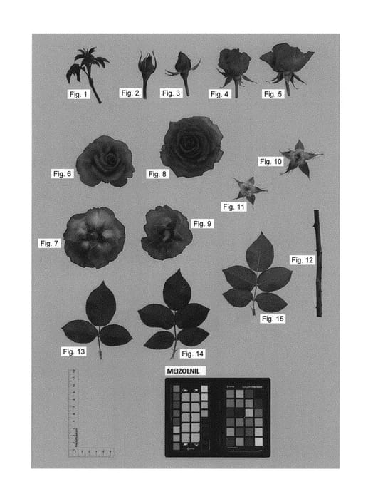 Figure 1 of US plant patent PP30207, the photograph of MEIZOLNIL printed in the patent.