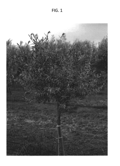 Figure 1 of US plant patent PP30208, the photograph of Lecciana printed in the patent.