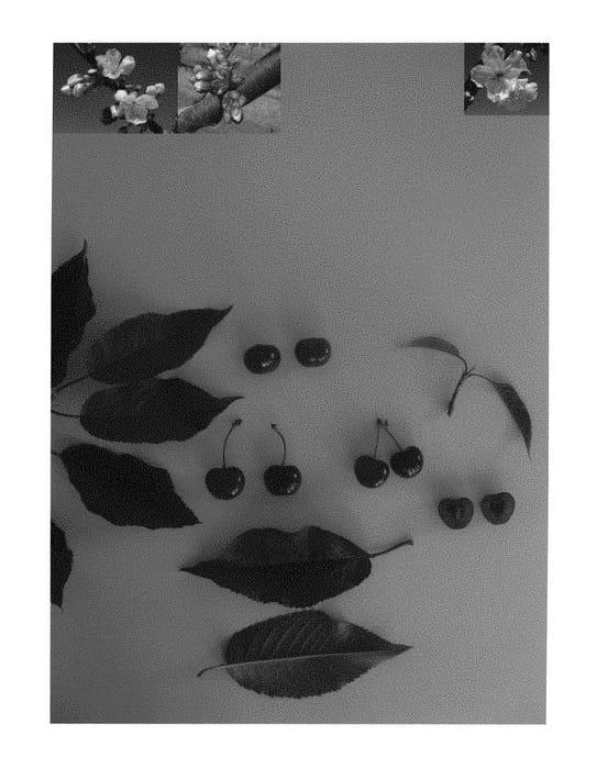 Figure 1 of US plant patent PP30209, the photograph of Glensweet I printed in the patent.