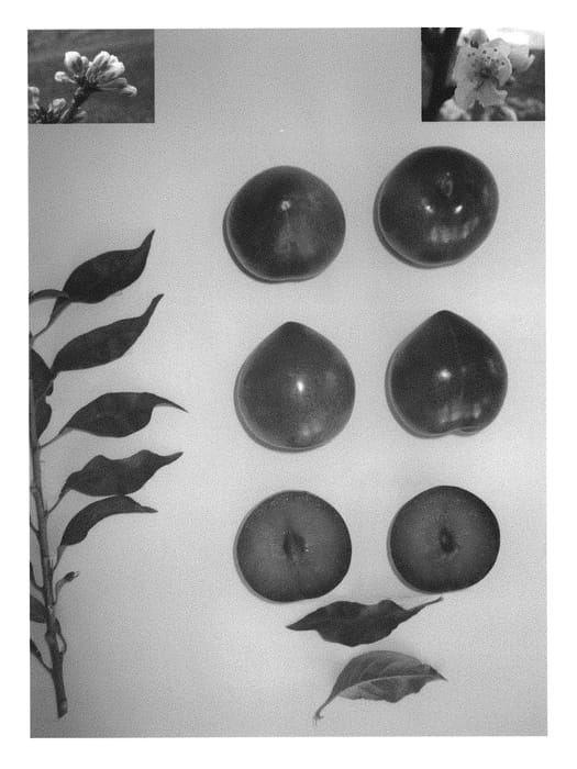 Figure 1 of US plant patent PP30210, the photograph of Plumsweet XXI printed in the patent.