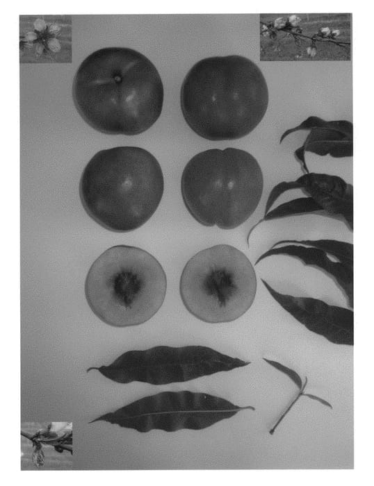 Figure 1 of US plant patent PP30211, the photograph of August Time printed in the patent.