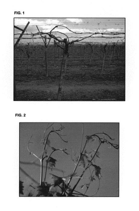Figure 1 of US plant patent PP30212, the photograph of Royal Red printed in the patent.