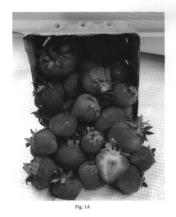 Figure 1 of US plant patent PP30213, the photograph of Archer printed in the patent.