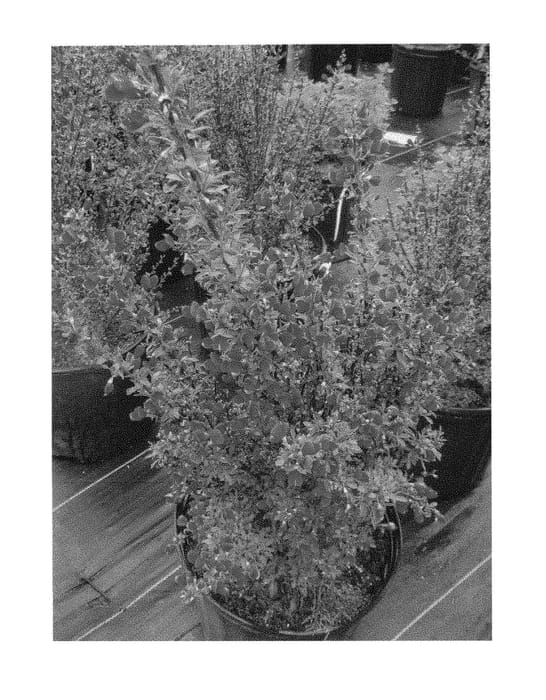 Figure 1 of US plant patent PP30214, the photograph of SMNCSAB printed in the patent.