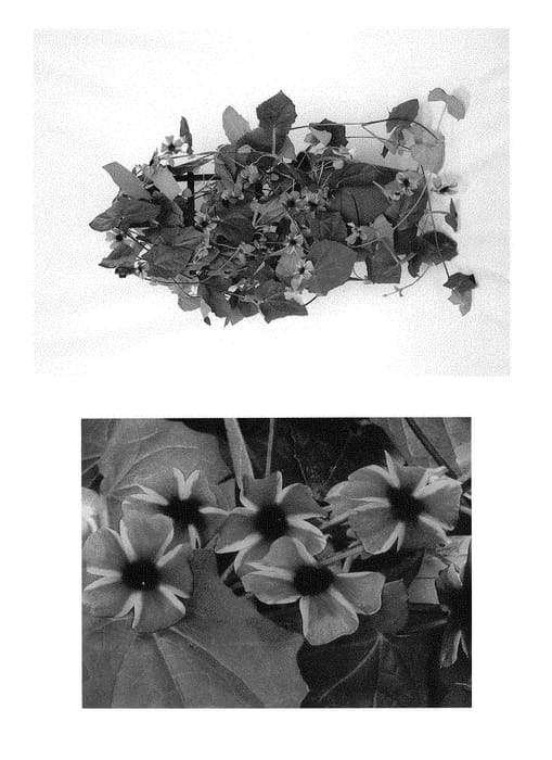 Figure 1 of US plant patent PP30215, the photograph of DL1501 printed in the patent.