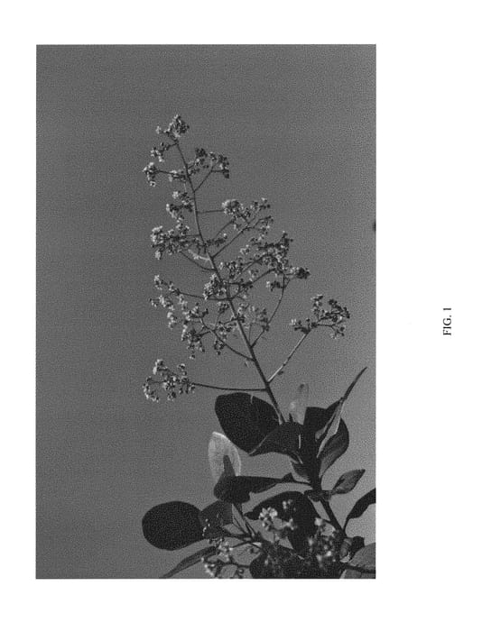 Figure 1 of US plant patent PP30216, the photograph of NCCO1 printed in the patent.