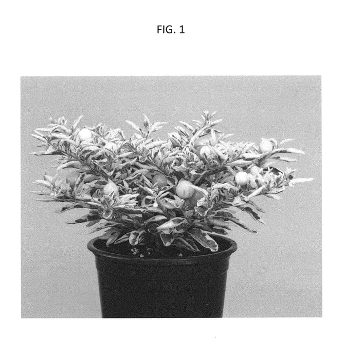 Figure 1 of US plant patent PP30217, the photograph of RUYSOP1703 printed in the patent.