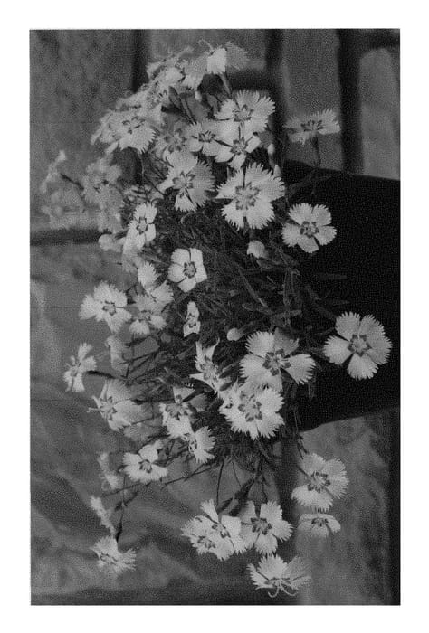 Figure 1 of US plant patent PP30218, the photograph of KonD1060K1 printed in the patent.