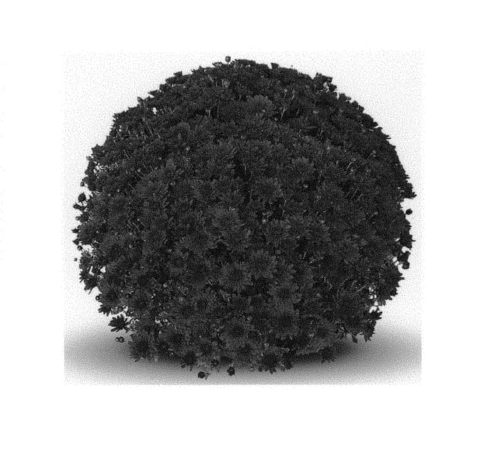 Figure 1 of US plant patent PP30219, the photograph of Zaza Purple printed in the patent.