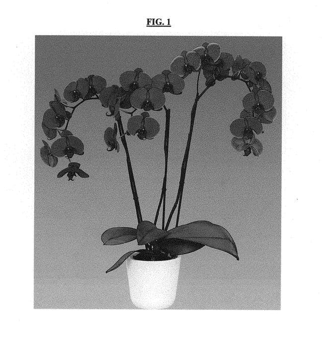 Figure 1 of US plant patent PP30220, the photograph of Freeride printed in the patent.